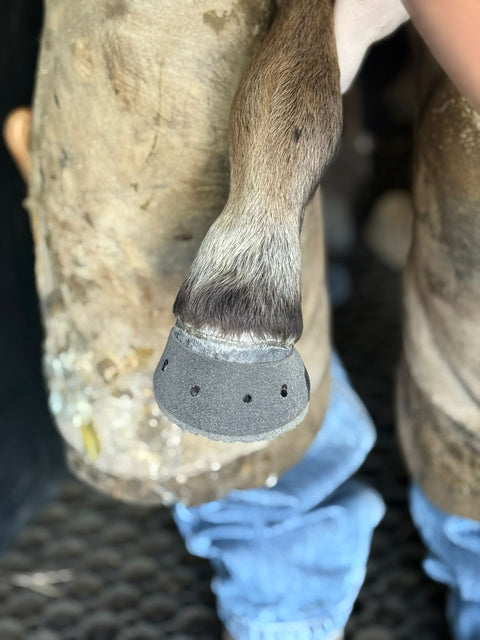 Foal Extension Shoe Size 2 (2-6 weeks of age) per pair (left and right) (Copy)