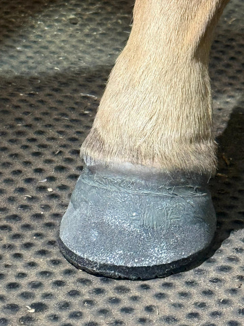 Foal Extension Shoe Size 2 (2-6 weeks of age) per pair (left and right) (Copy)