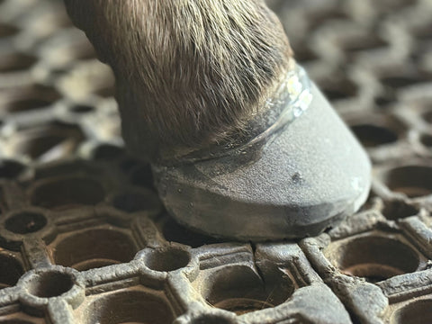 Foal Extension Shoe Size 2 (2-6 weeks of age) per pair (left and right) (Copy)